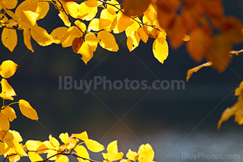 Soleil dans feuilles d'Automne jaune