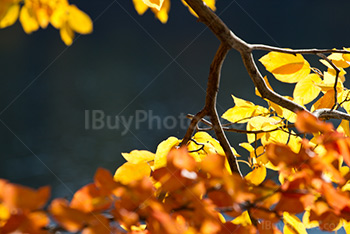 Branche et feuilles au soleil en Automne