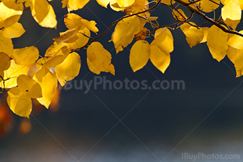 Yellow leaves and branches on blurry background