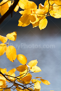 Soleil sur feuilles d'Automne, feuillage jaune