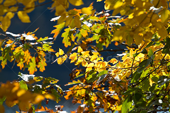 Green and yellow leaves on branches in Autumn