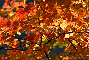 Feuilles rouges et oranges en Automne