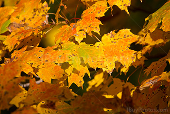 Soleil sur feuilles d'érable en Automne