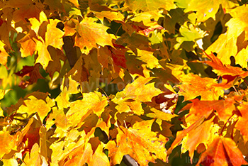 Yellow and orange leaves in Autumn with sunlight