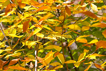 Feuilles vertes et jaunes en Automne