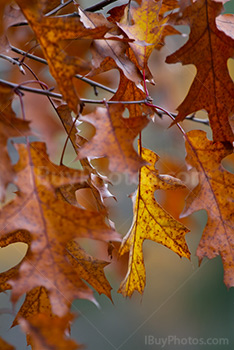 Autumn oak leaves color, yellow and orange colors