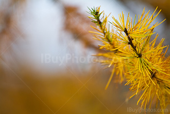 Extrémité de branche jaune de pin en Automne