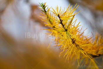 Pointe de branche de pin en Automne