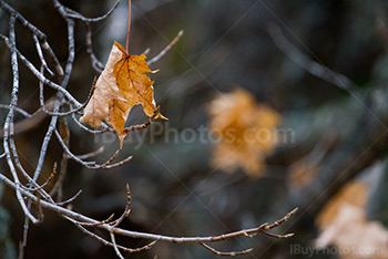 Maple leaves in branches in Autumn