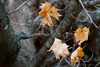 Autumn leaves suspending in branches