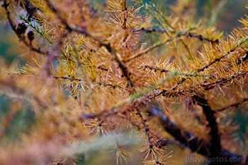 Autumn pine tree branches and needles