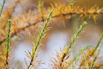 Yellow and green pine needles in Autumn