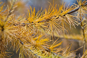 Pine tree branches in Autumn with yellow needles