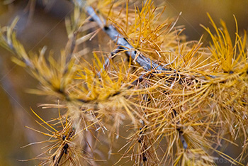 Yellow pine needles during fall season