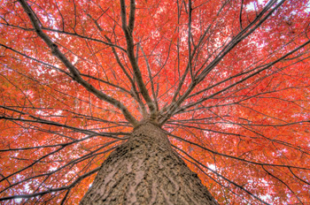 Photo: Autumn Foliage HDR 001
