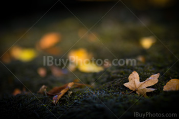 autumn_leaves_002