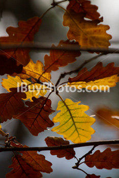 Photo: Autumn Oak Leaves 001