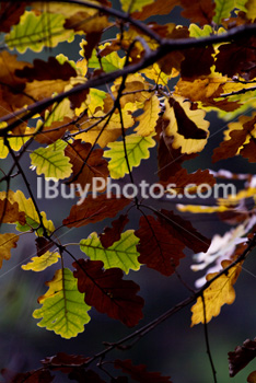 Photo: Autumn Oak Leaves 002