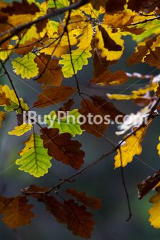 Photo: Autumn Oak Leaves 003