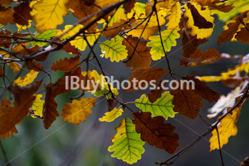 Photo: Autumn Oak Leaves 004