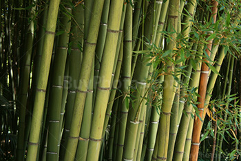 Green bamboo forest with bamboo leaves