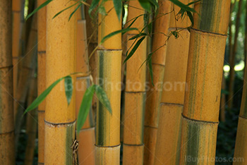 Bambous jaunes dans une forêt