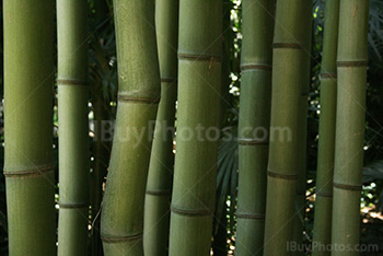 Twisted bamboo stalk in a bamboos forest