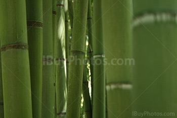 Bamboos in a green forest of bamboos