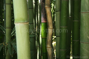 Twisted green and brown bamboos in a bamboo forest