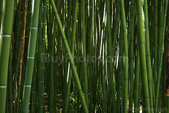 Forêt épaisse de bambous