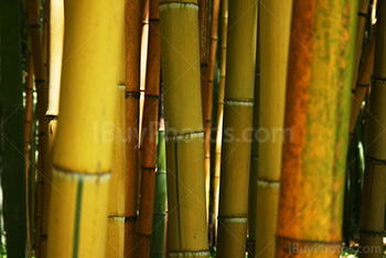 Yellow bamboos in forest