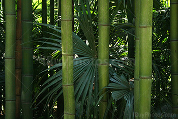 Bamboos and palm tree leaves in forest