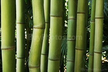 Tiges de bambous de différentes formes
