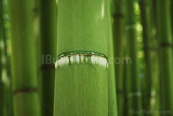 Green bamboo stalk close-up