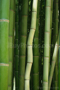 Tige de bambou tordue dans une forêt
