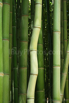 Bambou tordu dans forêt de bambous verts