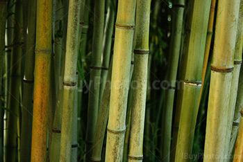 Bamboos in green forest