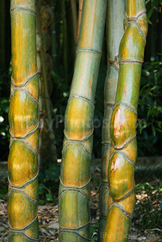 Phyllostachys Edulis, Heterocycla, Kikko bamboo stalks