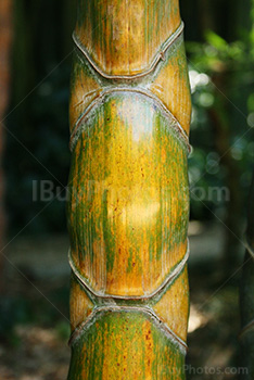 Bamboo stalk close-up, Phyllostachys Edulis, Heterocycla, Kikko