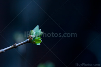 Tree bud on branch tip