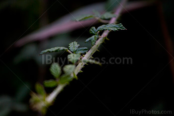 Bramble thorns and leaves close up shot