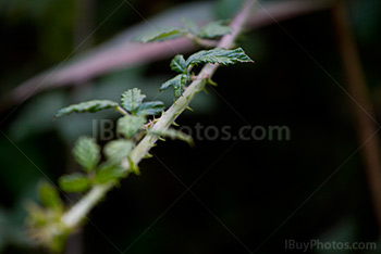 Bramble close up with thorns and leaves