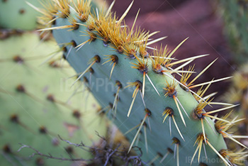 Paddle cactus thorns close up