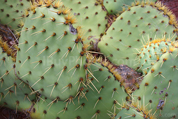 Prickly pear cactus with glochids spines, Opuntia