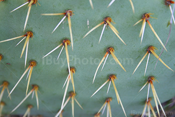 Opuntia cactus close up with thorns, Opuntia glochids