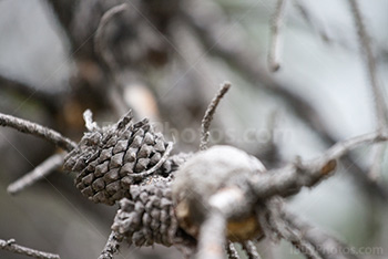 Pommes de pin dans les branches