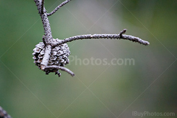 Pine cone on branch on blurry background