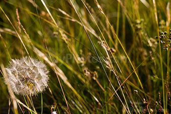 Dandelion among plants and herbs at sunset