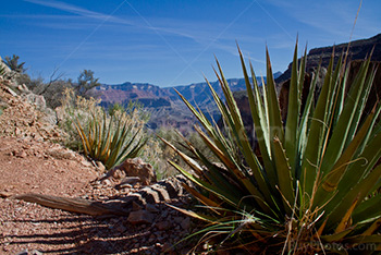 Grand Canyon trails with plants in desert