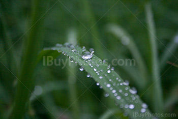 Raindrops on leaves, water on plants